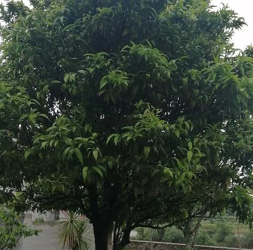 別荘 Casa Independiente Grandes Grupos Y Familias *