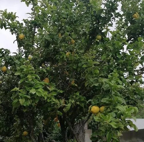 Casa Independiente Grandes Grupos Y Familias 別荘 Valeixe